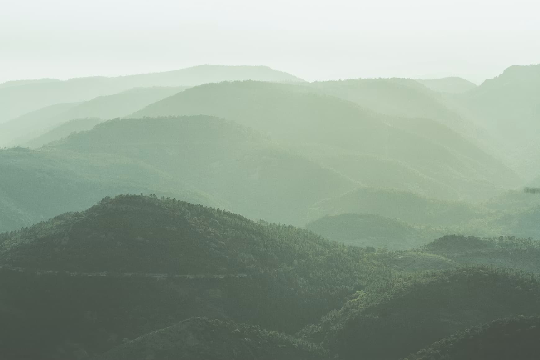 Mist drifting over a dense evergreen forest